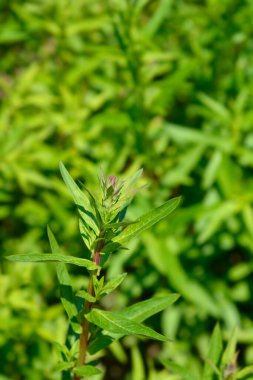 Mor gevşek çiçek tomurcuğu - Latince adı - Lythrum salicaria