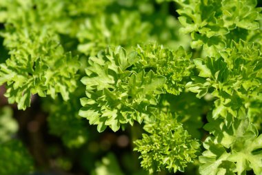 Kısmen kıvrımlı yapraklar - Latince adı - Petroselinum crispum