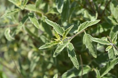 Mavi Sakallı Beyaz Sürpriz Latince adı Caryopteris x Clandonensis Beyaz Sürpriz