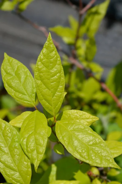 Karolina Ziele Angielskie Nazwa Łacińska Calycanthus Floridus — Zdjęcie stockowe