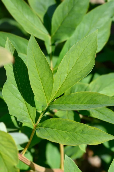 Woodland Peony Leaves Latin Name Paeonia Obovata — Stockfoto