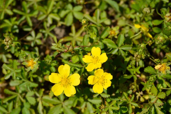 Creeping Cinquefoil Yellow Flowers Nombre Latino Potentilla Reptans — Foto de Stock