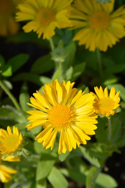 Yellow Blanket Flowers Latin Name Gaillardia Aristata — Foto Stock