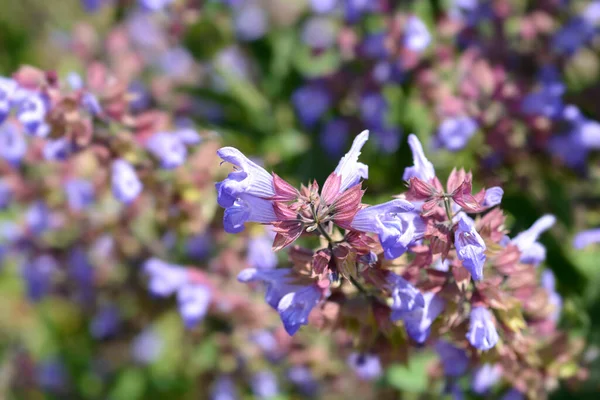 Flores Salvia Comunes Nombre Latino Salvia Officinalis — Foto de Stock