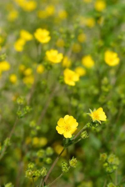 Slender Cinquefoil Yellow Flowers Latin Name Potentilla Gracilis — Stock Photo, Image