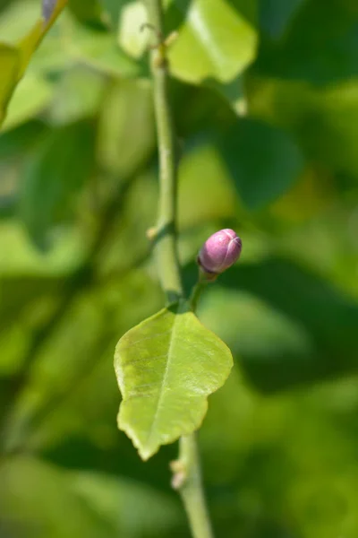 レモンの花の芽 ラテン名 シトラスライモン — ストック写真