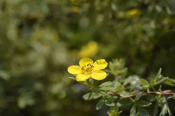 Feuille Érable Arbustive Goldteppich Fleur Jaune Nom Latin Potentilla Fruticosa — Photo