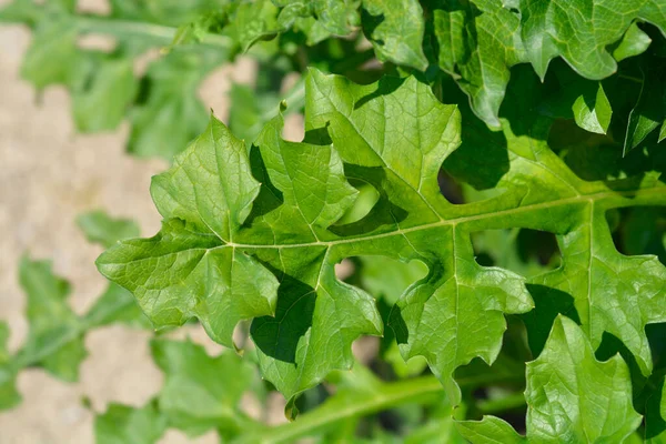 Acanthus Balcanicus — ஸ்டாக் புகைப்படம்