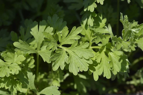 Pelin otu yaprakları - Latince adı - Artemisia absinthium