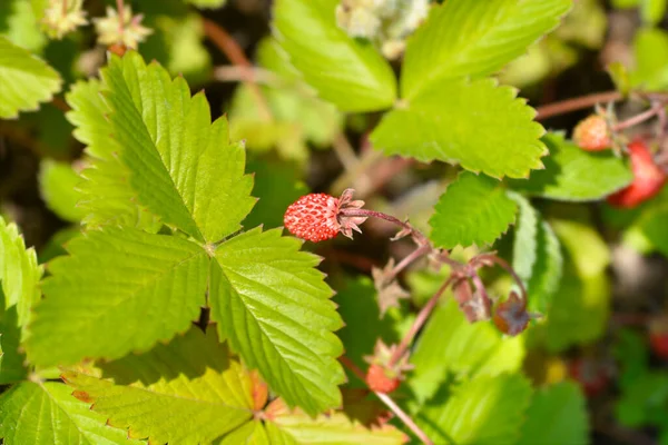 Divoká Jahoda Latinský Název Fragaria Vesca — Stock fotografie