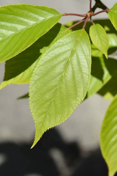 Ιαπωνικά Φύλλα Κερασιάς Kanzan Λατινική Ονομασία Prunus Serrulata Kanzan — Φωτογραφία Αρχείου