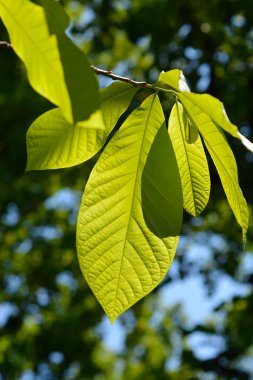 Amerikan pawpaw yaprakları - Latince adı - Asimina triloba
