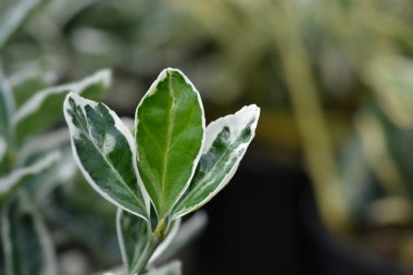 Japonlar Kathy 'i öonymus japonicus Kathy diye çağırır.