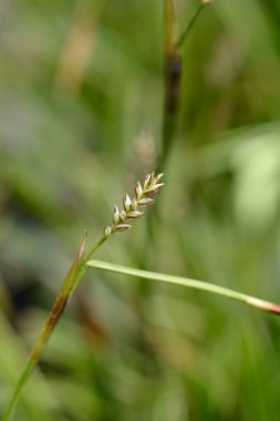 Sabit Buz Dansı çiçeği - Latince adı - Carex Morrowii Buz Dansı
