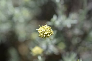İtalyan sarı çiçek tomurcukları - Latince adı - Helichrysum italicum