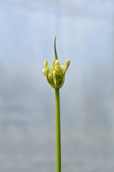 Afrykańska Lilia Amourette Białe Pąki Kwiatowe Łacińska Nazwa Agapanthus Amourette — Zdjęcie stockowe