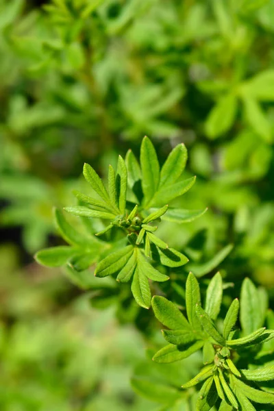 Shrubby Cinquefoil Goldfinger Leaves Λατινική Ονομασία Potentilla Fruticosa Goldfinger — Φωτογραφία Αρχείου