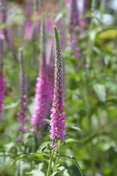 Spiked Speedwell Rosa Zwerg Pink Flowers Latin Name Veronica Spicata — Stock Photo, Image