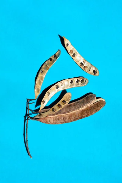 Robinienkernschoten Auf Blauem Papierhintergrund Lateinischer Name Robinia Pseudoacacacia — Stockfoto