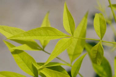 İlahi bambu limon yaprakları - Latince adı - Nandina domestica Lemon Lime