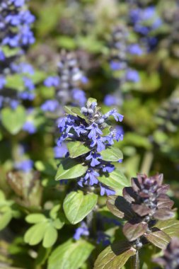 Bugle Çok Renkli Çiçekler - Latince adı - Ajuga Reptans Multicolor