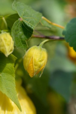 Çin feneri sarı çiçek tomurcuğu - Latince adı - Abutilon melezleri