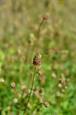Salata burnet - Latince adı - Sanguisorba minor