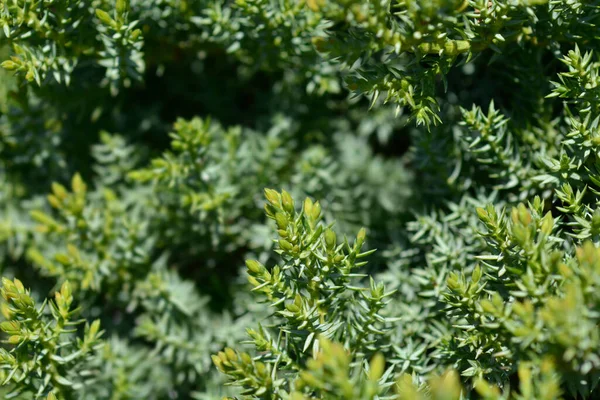 Juniper Green Carpet Latin Name Juniperus Communis Green Carpet — Stock Photo, Image