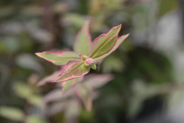세인트 존스는 Tricolor 라틴어 Hypericum Moserianum Tricolor — 스톡 사진