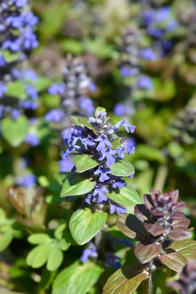 Bugle Multicolor Blommor Latinskt Namn Ajuga Reptans Multicolor — Stockfoto