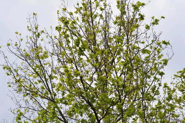 Branches Aériennes Londres Nom Latin Platanus Hispanica Platanus Acerifolia — Photo