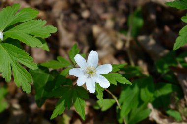 Ahşap şakayık - Latince adı - Anemone nemorosa