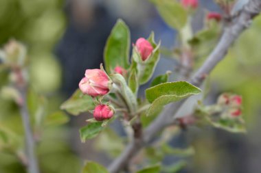 Apple Red Chief çiçekleri - Latince adı - Malus domestica Red Chief