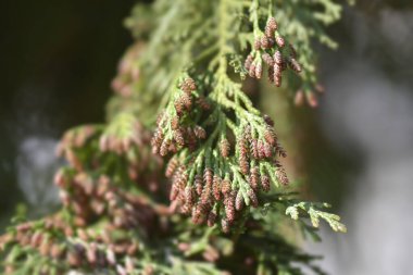 Çiçekli sahte selvi dalları Latince adı ChamaecyParis Lawsoniana.
