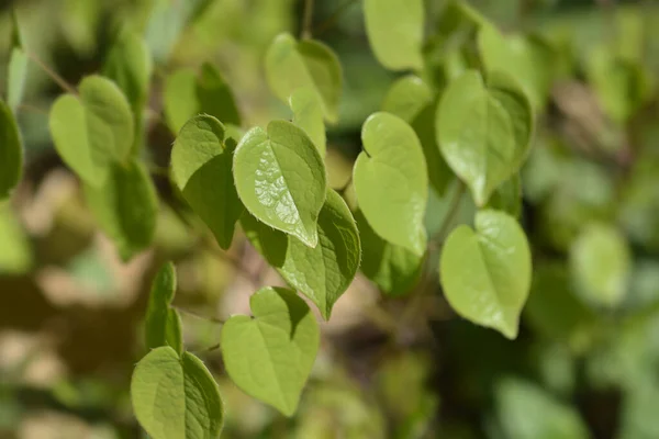 Alpine Barrenwort Leaves Latin Name Epimedium Alpinum — Stock Photo, Image