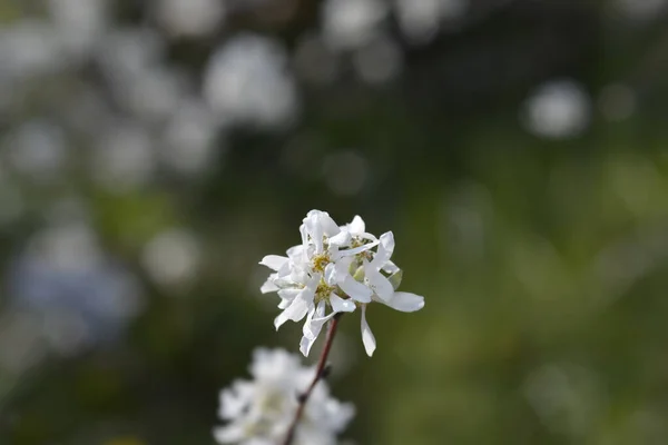 Schneebedeckter Mespilus Zweig Mit Weißen Blüten Lateinischer Name Amelanchier Ovalis — Stockfoto