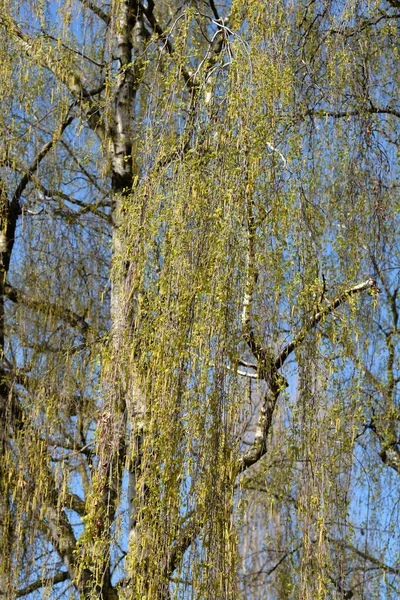 Branches Bouleau Commun Avec Nouvelles Feuilles Fleurs Nom Latin Betula — Photo