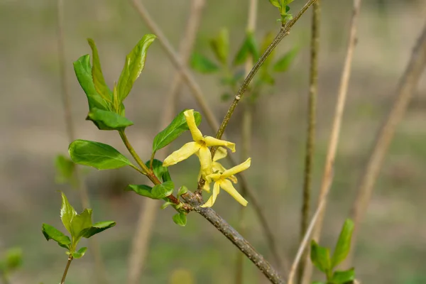 有花的Forsythia分枝 拉丁文名 Forsythia X中间体 — 图库照片