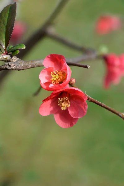 Japońska Pigwa Kwitnąca Łacińska Nazwa Chaenomeles Japonica — Zdjęcie stockowe