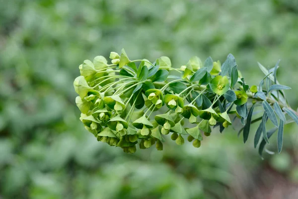 Wulfens Spurge Λατινική Ονομασία Euphorbia Spirhias Subsp Βουφενίλη — Φωτογραφία Αρχείου