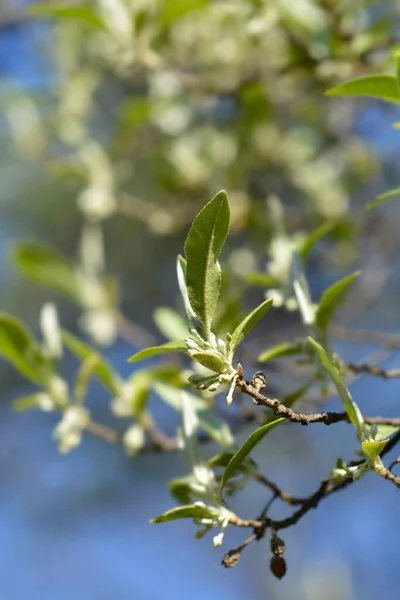 Autumn Olive Branch Flower Buds Latin Name Elaeagnus Umbellata — Stock Photo, Image