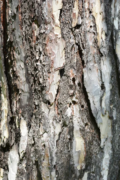 Détail Écorce Pin Noir Nom Latin Pinus Nigra — Photo