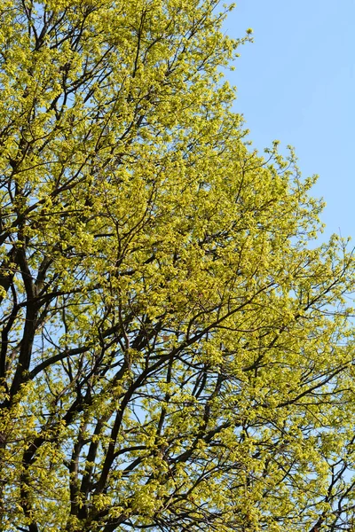 Angielski Dąb Nazwa Łacińska Quercus Robur — Zdjęcie stockowe