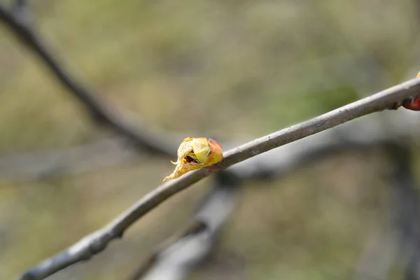 Ramo Árvore Lenço Com Broto Nome Latino Davidia Involucrata Var — Fotografia de Stock