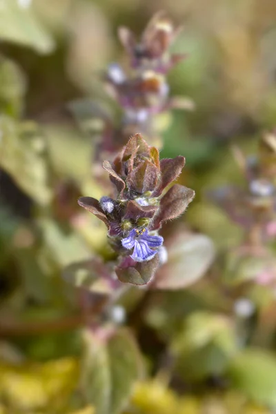 Bugle Multicolor Латинское Название Ajuga Reptans Multicolor — стоковое фото