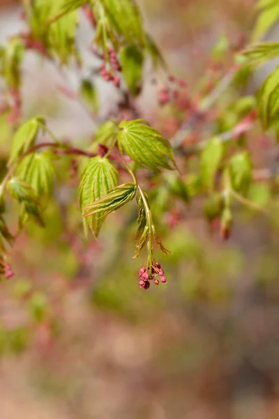 Japanese Maple Latin Name Acer Palmatum — Stock Photo, Image