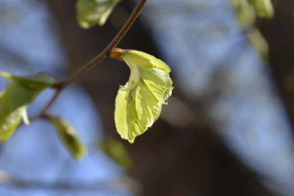 新しい葉を持つ小葉石灰枝 ラテン名 ティリアCordata — ストック写真