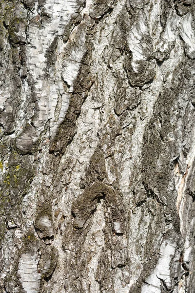 Björkbark Detalj Latinskt Namn Betula Pendula — Stockfoto