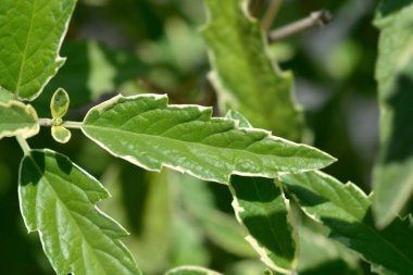 Mavi Sakallı Beyaz Sürpriz Latince adı Caryopteris x Clandonensis Beyaz Sürpriz