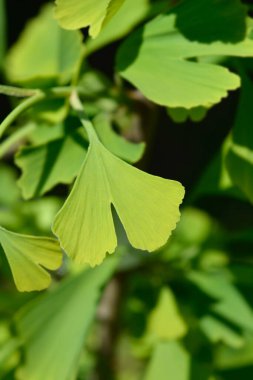 Ginkgo Fastigiata Latince adı Ginkgo biloba Fastigiata.